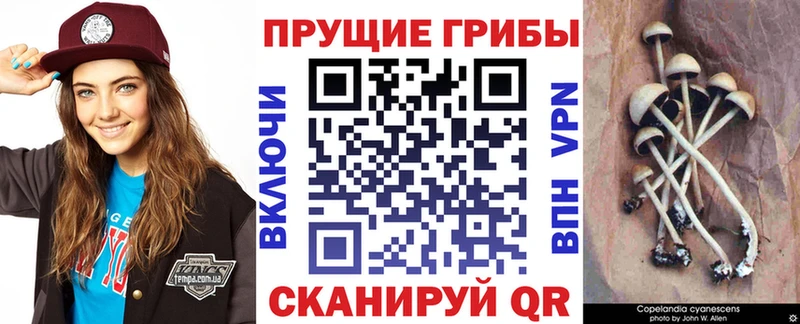 Купить где  Буйнакск  Галлюциногенные грибы Psilocybine cubensis 